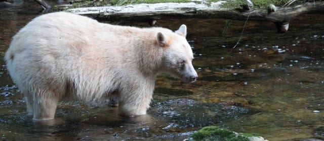 LA FORÊT DE L'OURS FANTÔME