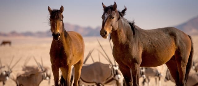 Les chevaux sauvages de Namibie