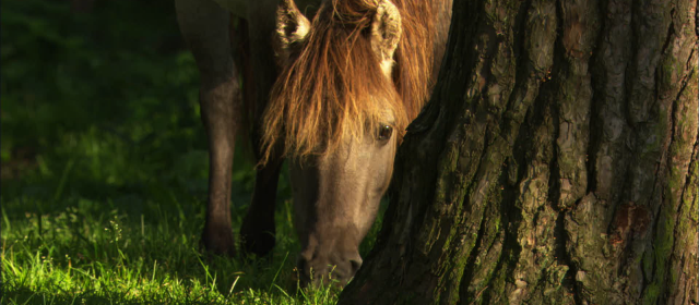 LES DERNIERS CHEVAUX SAUVAGES D'EUROPE