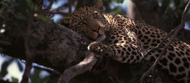 LES SEPT SEIGNEURS DE LA SAVANE