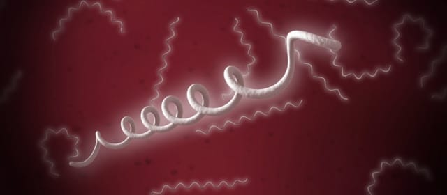 LE MYSTÈRE DE LA MALADIE DE LYME