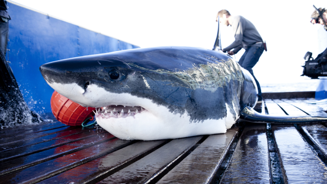 MISSION GRAND REQUIN BLANC