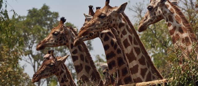 Opération girafes