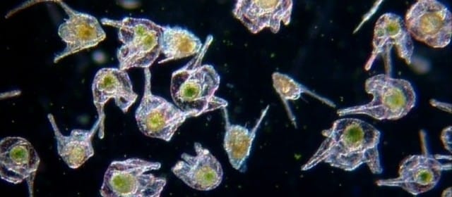 PLANÈTE PLANCTON