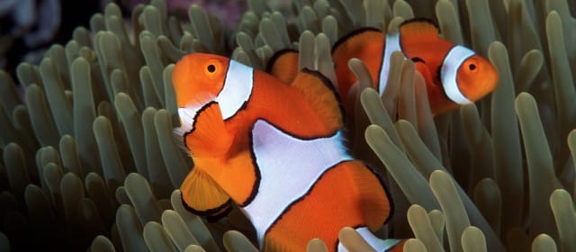 POISSON-CLOWN, UNE STAR EN PÉRIL
