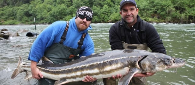 POISSONS MONSTRES : LES DERNIERS SURVIVANTS