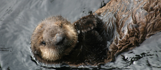 IL FAUT SAUVER LA LOUTRE 501
