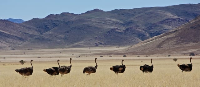 Sur les traces des oiseaux coureurs