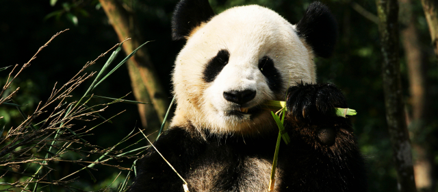 SUR LES TERRES DU PANDA