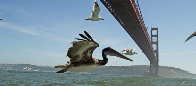 UN TOUR DU MONDE À VOL D'OISEAU