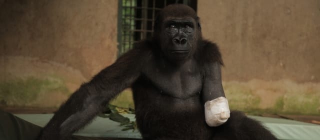 TRAUMA DE BROUSSE