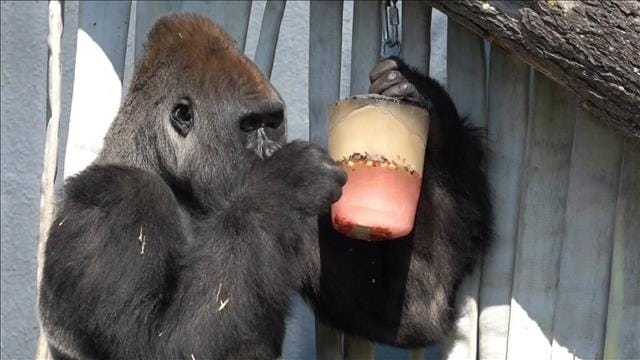 Capsules Caméra EXPLORA