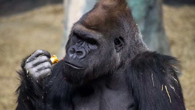 Capsules Caméra EXPLORA