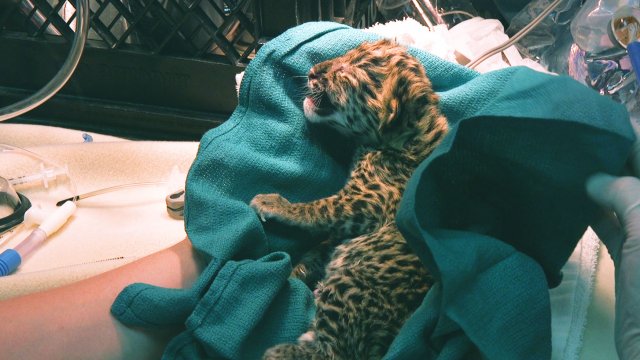 Capsules Caméra EXPLORA