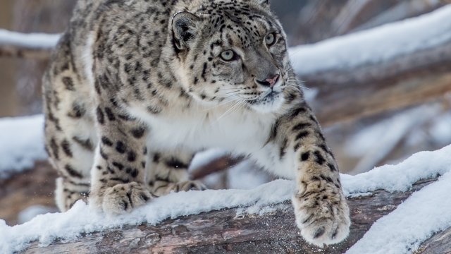 Le Leopard Des Neiges Ici Explora