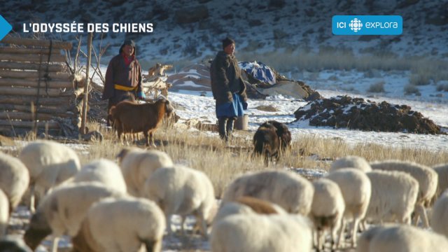 L'ODYSSÉE DES CHIENS