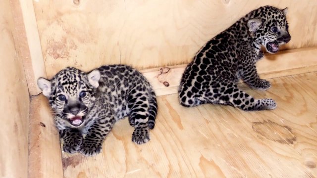 Capsules Caméra EXPLORA