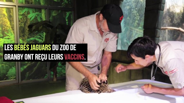 Capsules Caméra EXPLORA