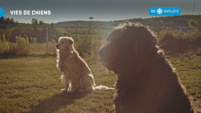 Vies de chiens