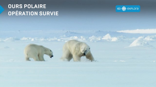 Ours polaire : opération survie
