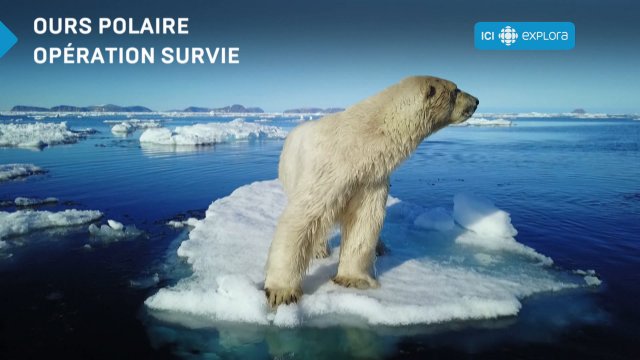 Ours polaire : opération survie