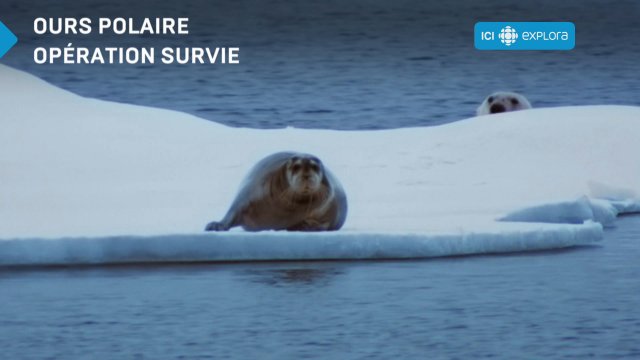 La Chasse Aux Phoques Est Ouverte | ICI Explora