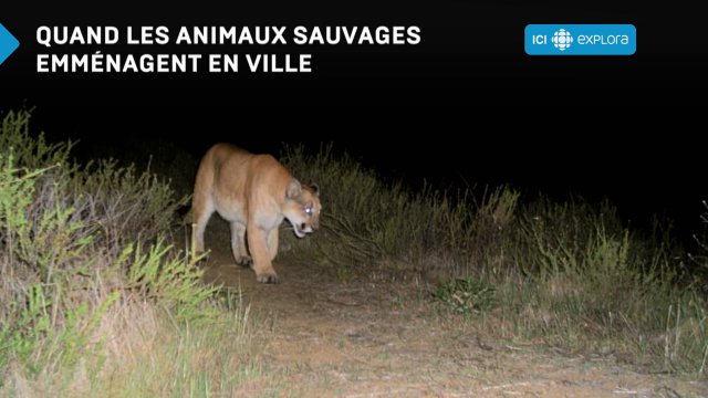 puma canada en ligne