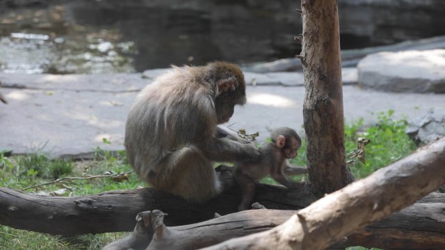 Un Nouveau Bebe Chez Les Macaques Japonais Ici Explora