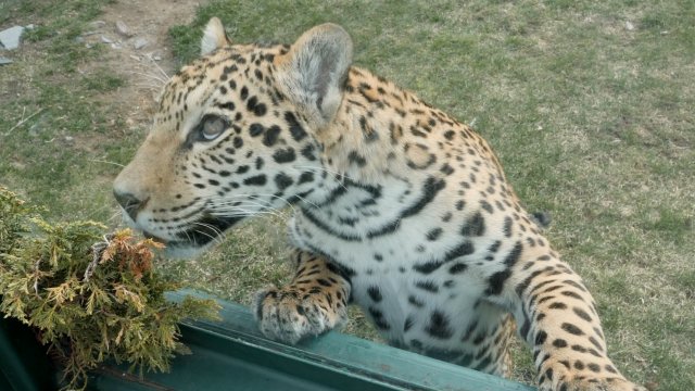 Jaguar  Zoo de Granby