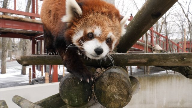 Caméra Explora : destination Zoo de Granby