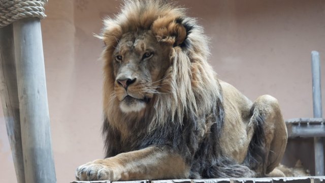 Caméra Explora : destination Zoo de Granby