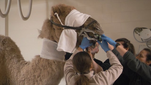 Caméra Explora : destination Zoo de Granby