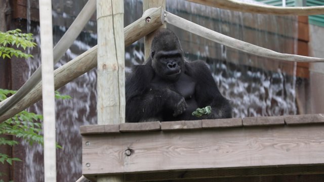 Caméra Explora : destination Zoo de Granby