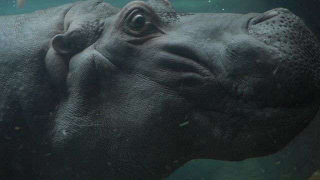 Caméra Explora : destination Zoo de Granby