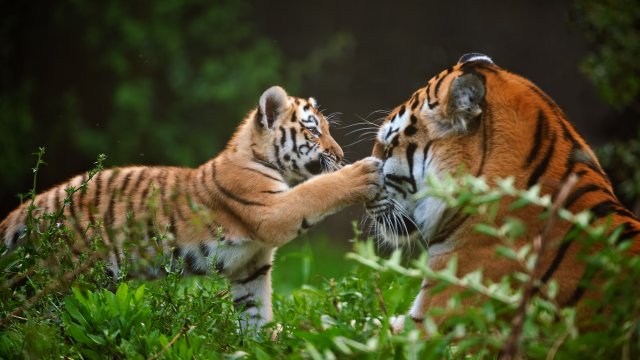 La vie secrète des animaux