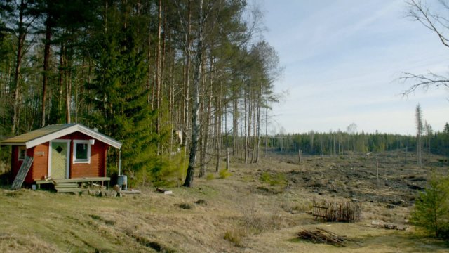 Bâtir un refuge dans la forêt suédoise