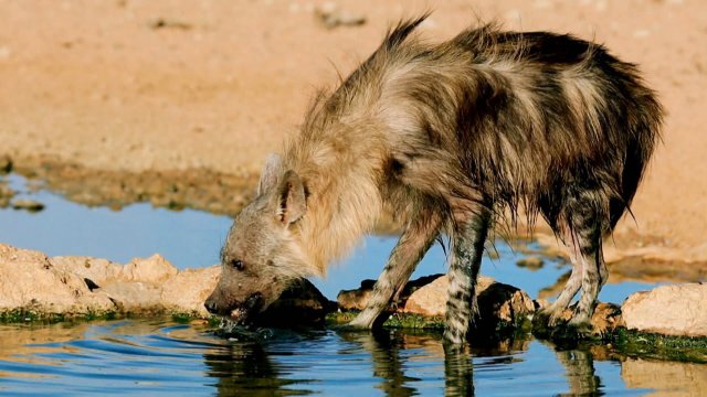 Comment les hyènes font-elles pour manger de tout?