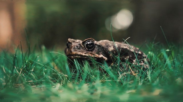 La vie secrète des animaux