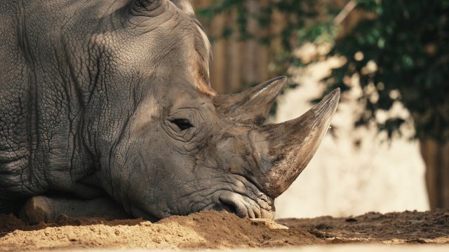 La vie secrète des animaux