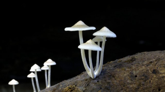 Les mystères bien cachés des champignons