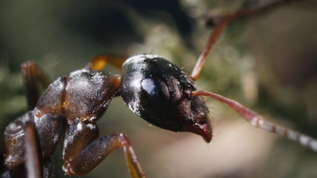 Une fourmilière se réveille