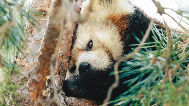 Le petit panda, un carnivore au régime végétarien | ICI Explora