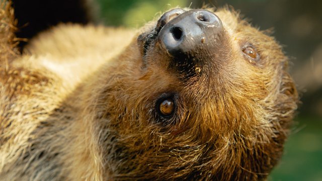 Secrets d'animaux : le paresseux est-il vraiment fainéant?