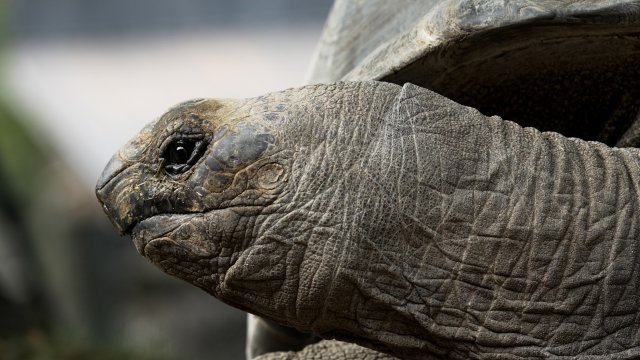 La Tortue géante d'Aldabra